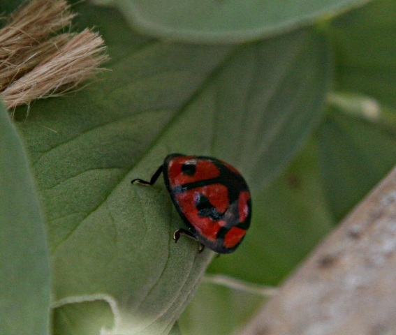 北摂の春の家庭菜園・・その4_f0229190_16385133.jpg