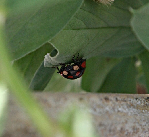 北摂の春の家庭菜園・・その4_f0229190_16390779.jpg