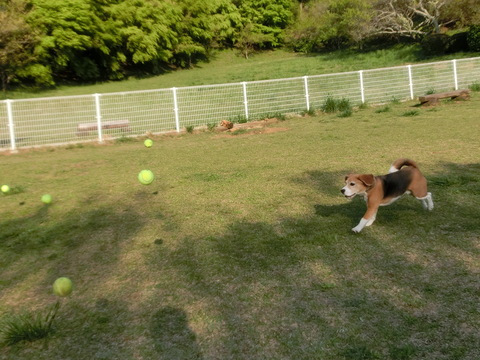 a0319693_775515.jpg