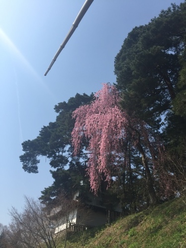 ピンク色のトンネル桜並木 今朝も最高です_a0134394_05342490.jpeg