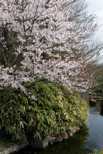花咲く公園　～狭山水みらいセンター - katsuのヘタッピ風景