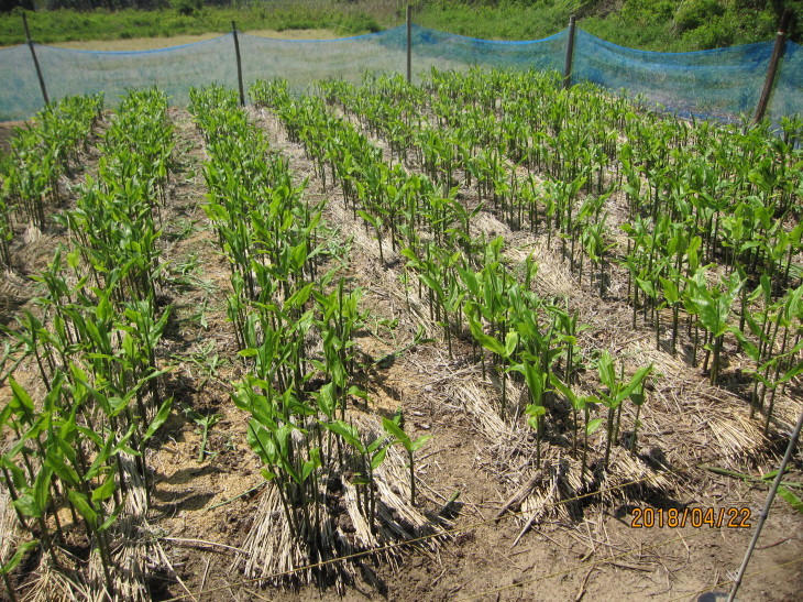 ミョウガ畑の草取り 野菜栽培