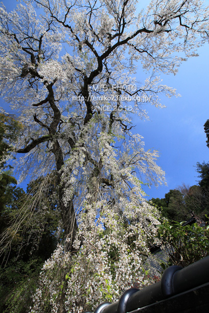 樹高約３０メートルの桜_a0185598_21342116.jpg