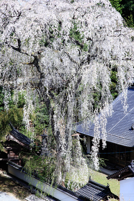 樹高約３０メートルの桜_a0185598_21360845.jpg