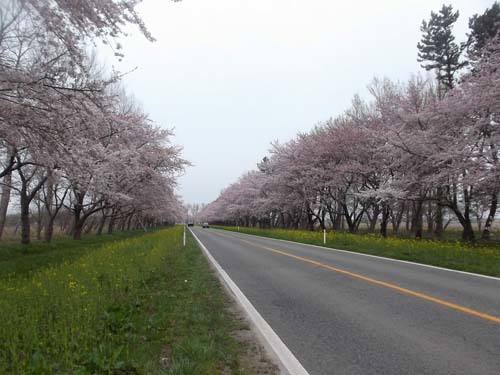 秋田県大潟村菜の花ロード&若竹煮_f0019498_15543287.jpg
