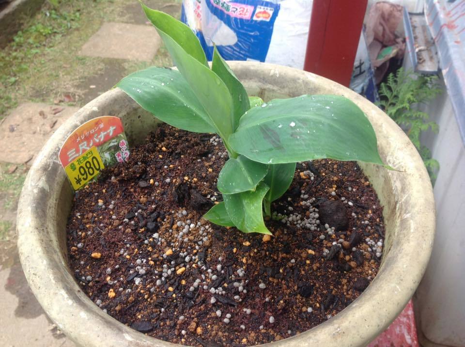 新しいバナナを&#127820;植えました。 I plant new Banana tree ¥980 Php 470_b0040118_16203587.jpg