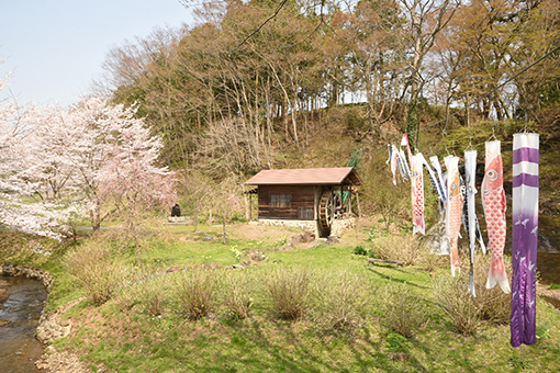 お滝さん・2018桜_b0259218_02123352.jpg