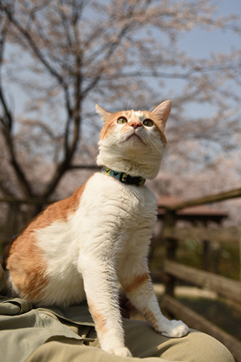 お滝さん・2018桜_b0259218_02260856.jpg