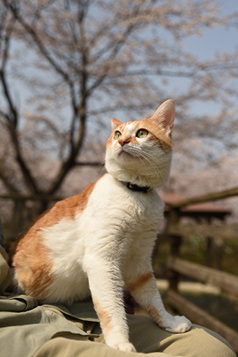 お滝さん・2018桜_b0259218_02261467.jpg