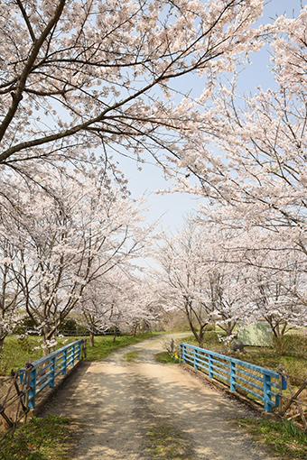 お滝さん・2018桜_b0259218_02262091.jpg