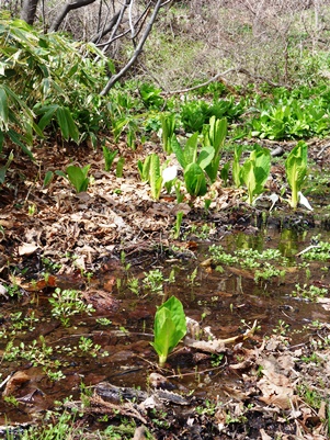 c0204725_20493053.jpg