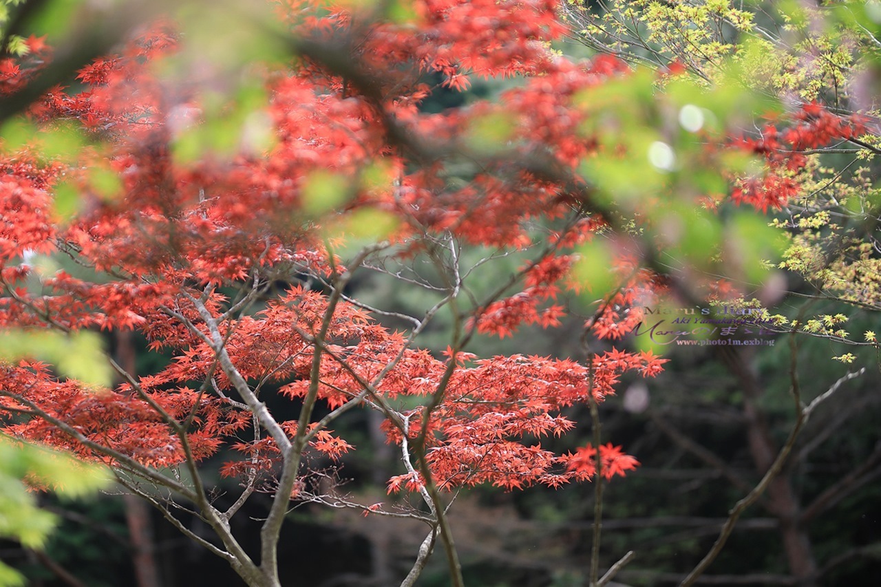 まゝに/特急便・比叡山_d0342426_23470705.jpg