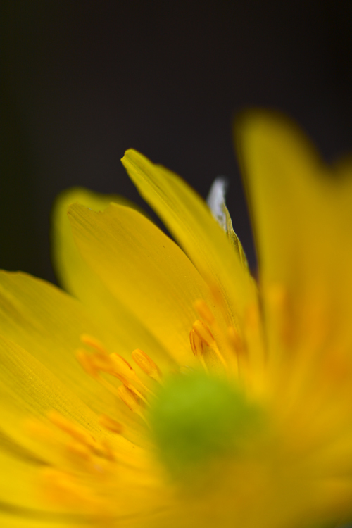 春の花たち①_f0116528_20411052.jpg