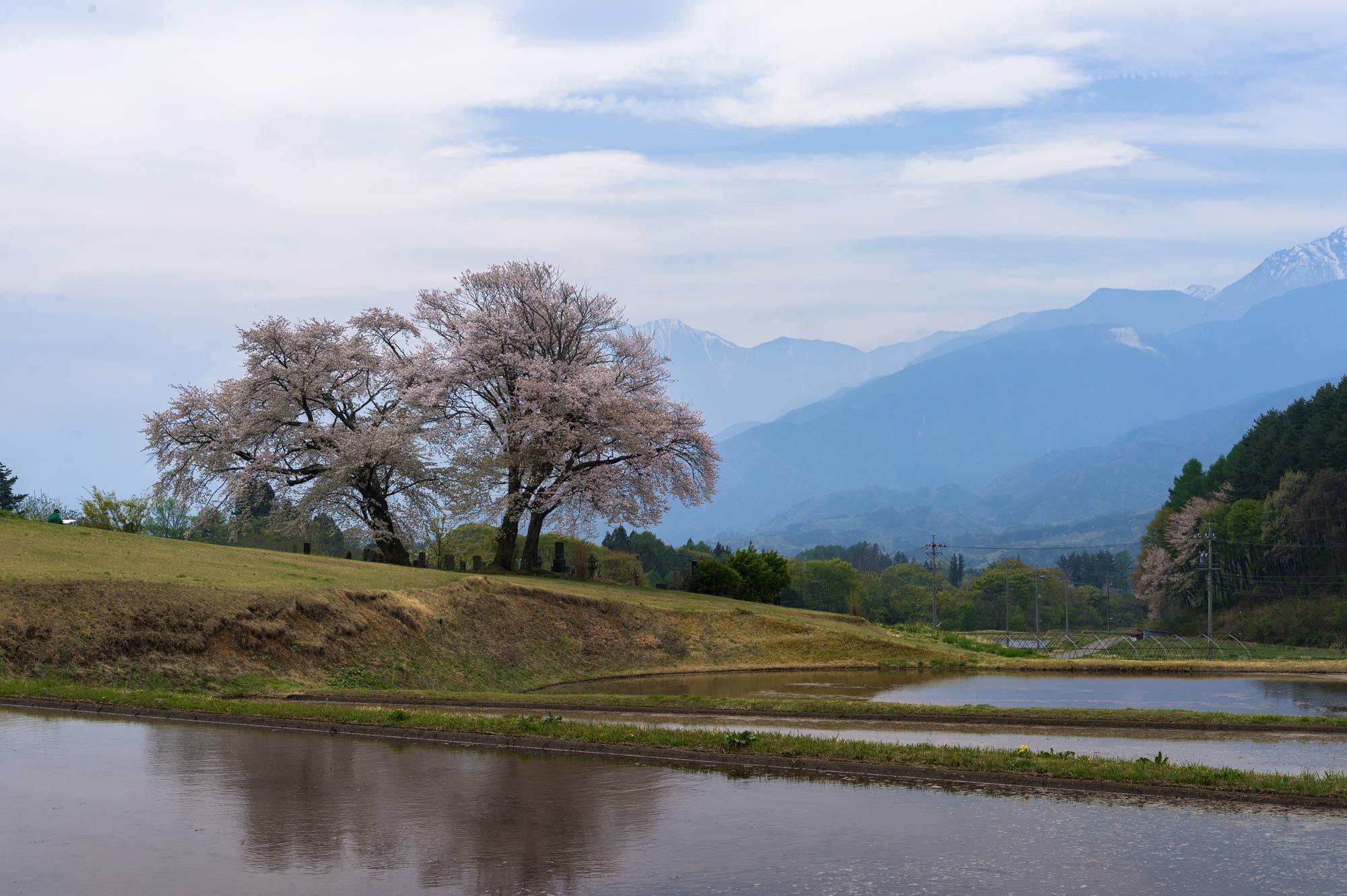 今シーズン最後の桜、鼎談桜_b0179231_00295996.jpg