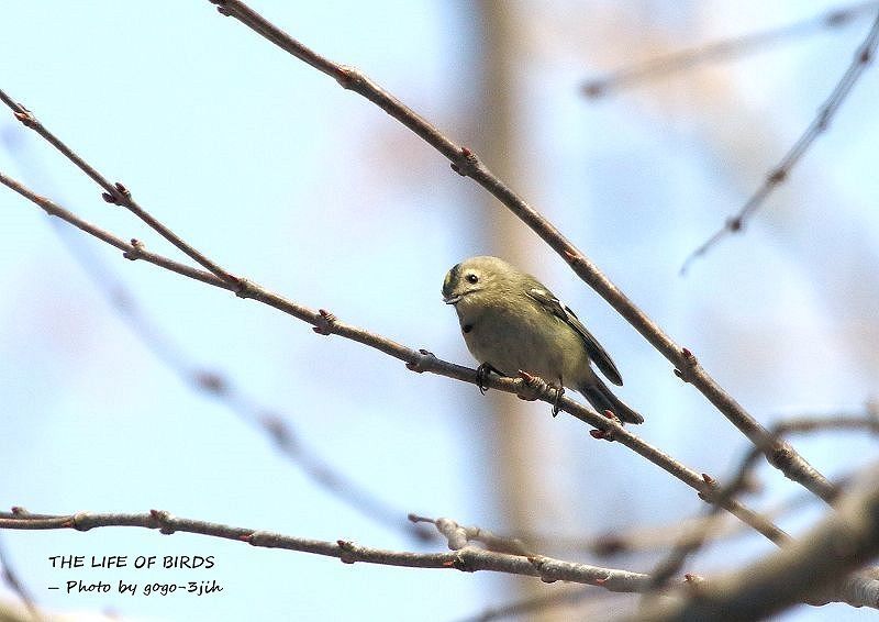 ビアンキの動物物語にキクイタダキを主人公にした短編がある_b0346933_05512872.jpg