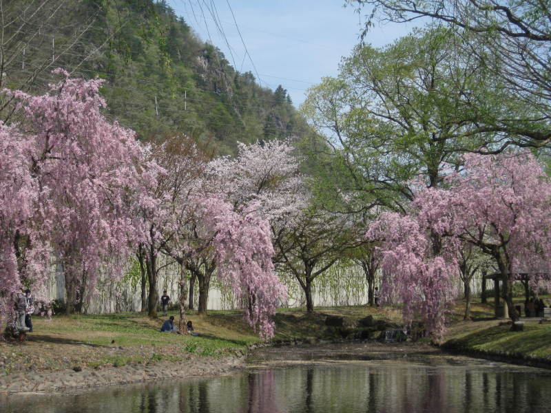 しだれ桜in湯沢_a0158236_20160843.jpg