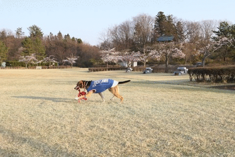 b0031538_23015294.gif