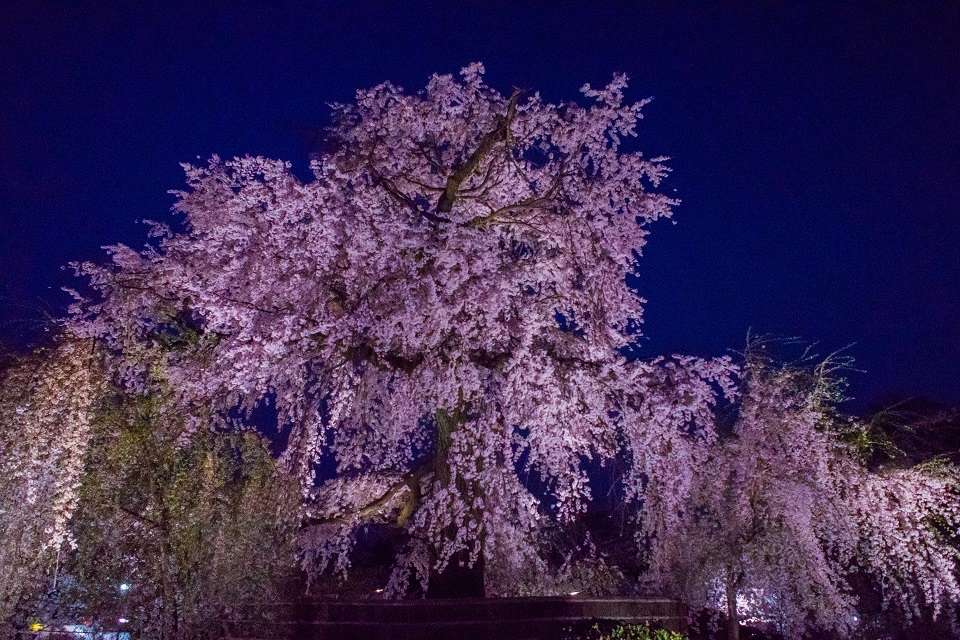 ２０１８桜～円山公園ライトアップ_e0363038_22505196.jpg