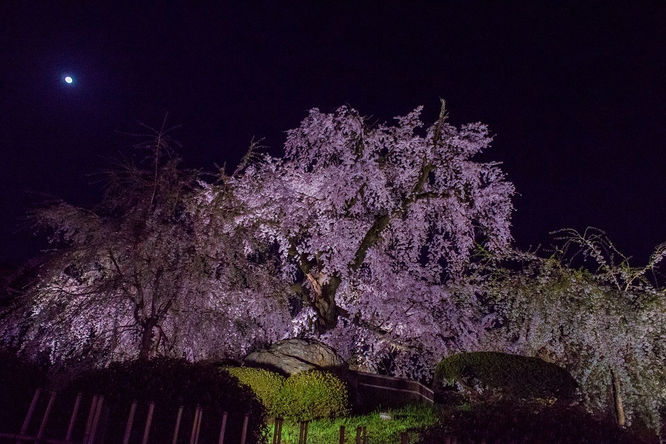 ２０１８桜～円山公園ライトアップ_e0363038_22512126.jpg