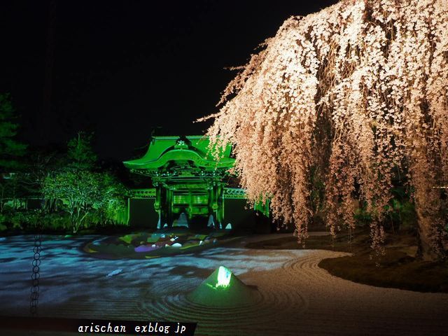 高台寺の夜桜から八坂神社、円山公園の夜桜へ～♫@京都の桜 - アリスのトリップ
