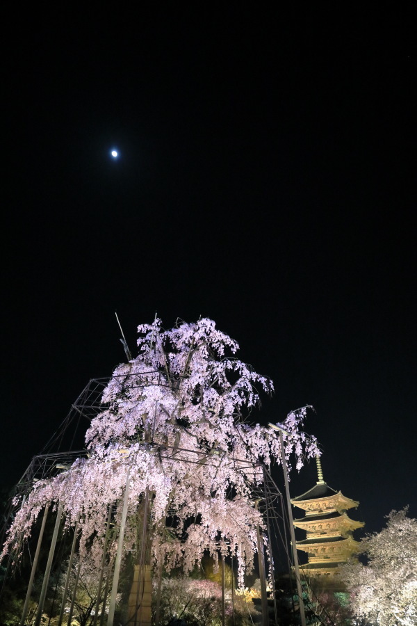 東寺の夜桜　ライトアップ_b0325840_21542210.jpg