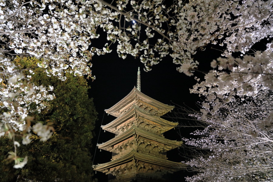 東寺の夜桜　ライトアップ_b0325840_21592058.jpg