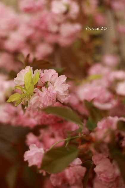 南の蔵の会 ~2018春~ in 四季桜_e0227942_19053554.jpg
