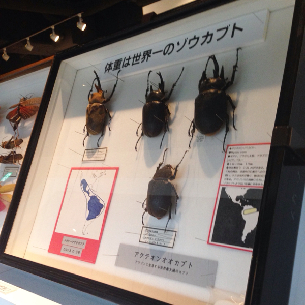 アマゾンにはいつか行ってみたいと思う_c0060143_18123581.jpg