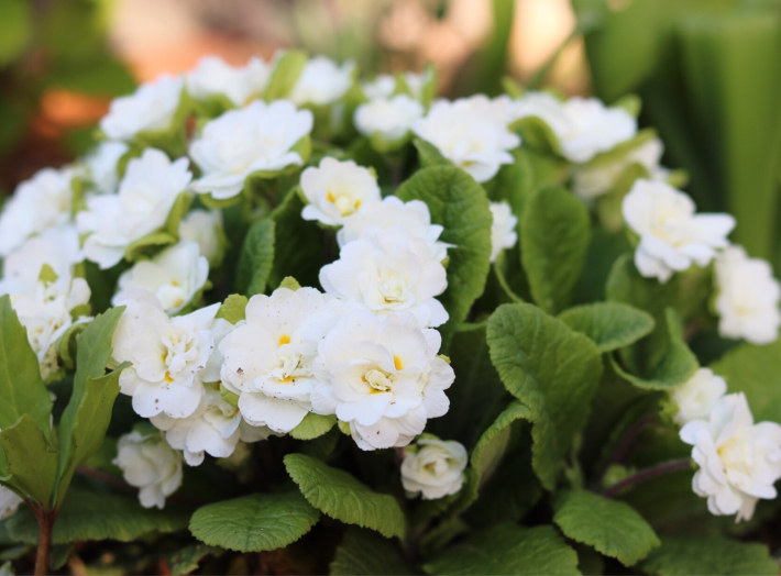 玄関前花壇のプリムラ My Small Garden Sugar Plum 玄関前花壇のプリムラ My Small Garden Sugar Plum