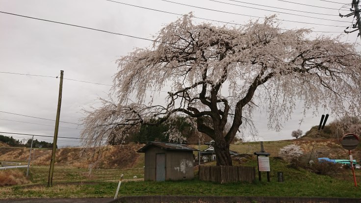 桜巡り５　薄墨の桜　＠福島県石川町 - 963-7837