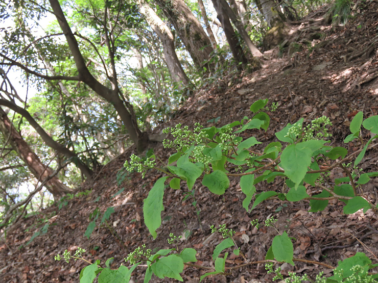 晩春の大江高山①_f0214649_04160335.jpg