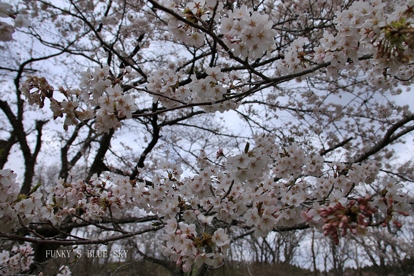 SAKURA*201８　その18　【桜の木の下で、ポ～ン♪】_c0145250_09022544.jpg