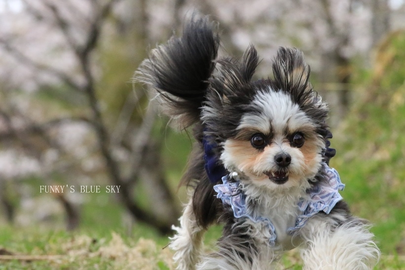 SAKURA*201８　その18　【桜の木の下で、ポ～ン♪】_c0145250_09023604.jpg