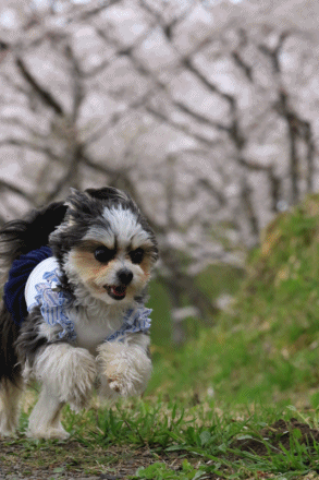 c0145250_09030867.gif