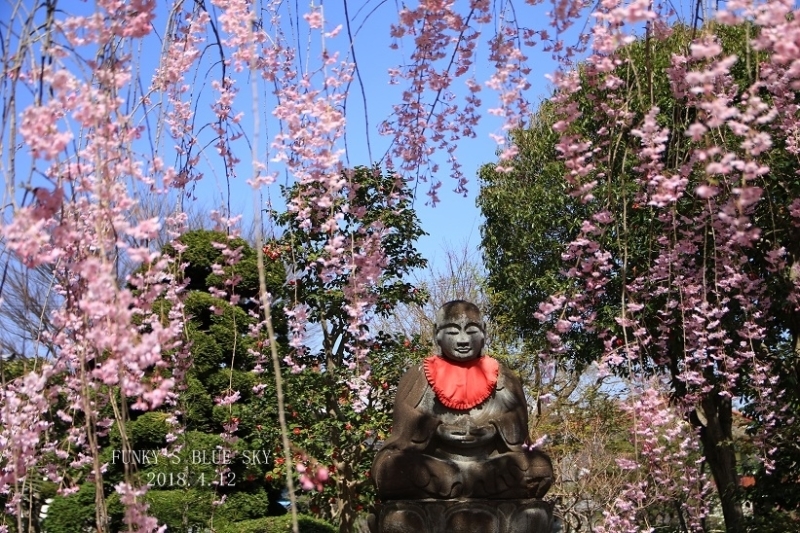 SAKURA*201８　その20　【この枝垂れ桜に会いたくて♪】_c0145250_11034530.jpg