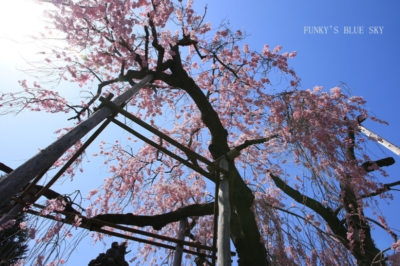 SAKURA*201８　その20　【この枝垂れ桜に会いたくて♪】_c0145250_11042151.jpg