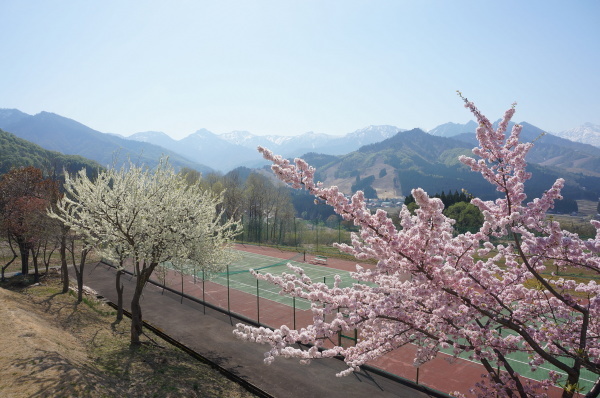 桜満開_e0183050_11363602.jpg