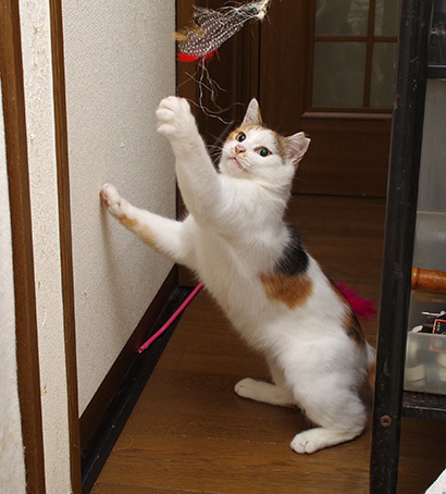 あそぼ〜!_a0028451_20330836.jpg