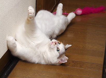 あそぼ〜!_a0028451_20330860.jpg