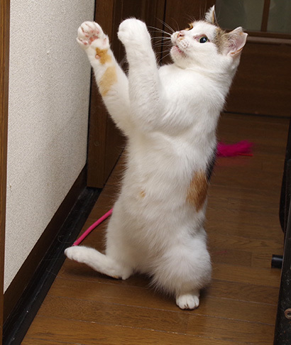 あそぼ〜!_a0028451_20330869.jpg