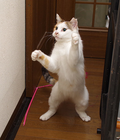 あそぼ〜!_a0028451_20330876.jpg