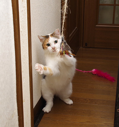 あそぼ〜！_a0028451_20330883.jpg