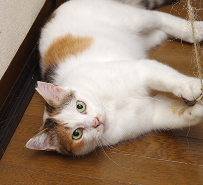 あそぼ〜!_a0028451_20330992.jpg