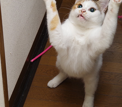 あそぼ〜!_a0028451_20352347.jpg