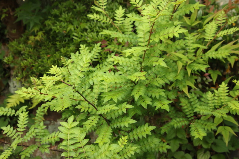c0074553_08363582.jpg