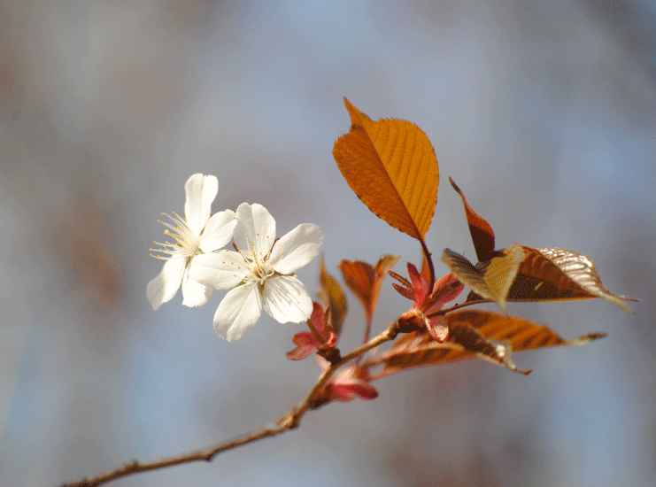 a0001354_00252154.gif