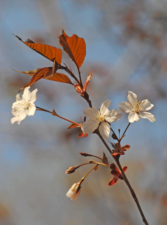 a0001354_00253036.gif