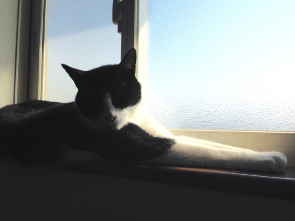 今年も朝日を浴びる男 てんで猫 まるで猫 今年も朝日を浴びる男 てんで猫 まるで猫