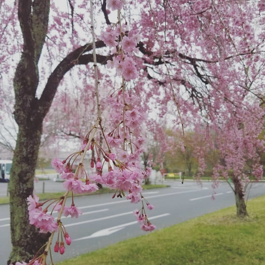 4月23日の桜 ✳ 軽井沢 プリンスショッピングプラザ_f0236260_00421079.jpg