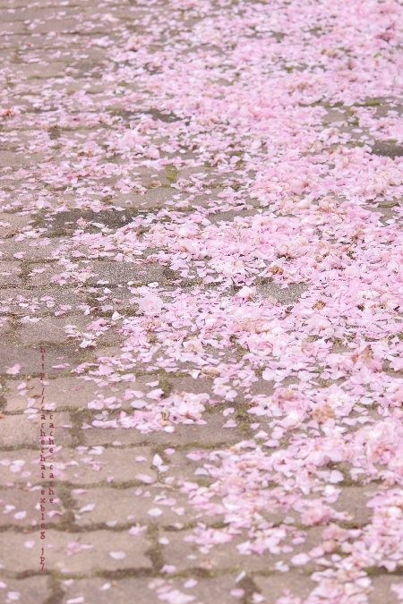 桜の絨毯 - cache-cache